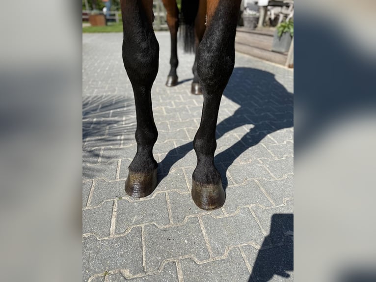 Belgisches Warmblut Wallach 4 Jahre 170 cm in GROTE-BROGEL