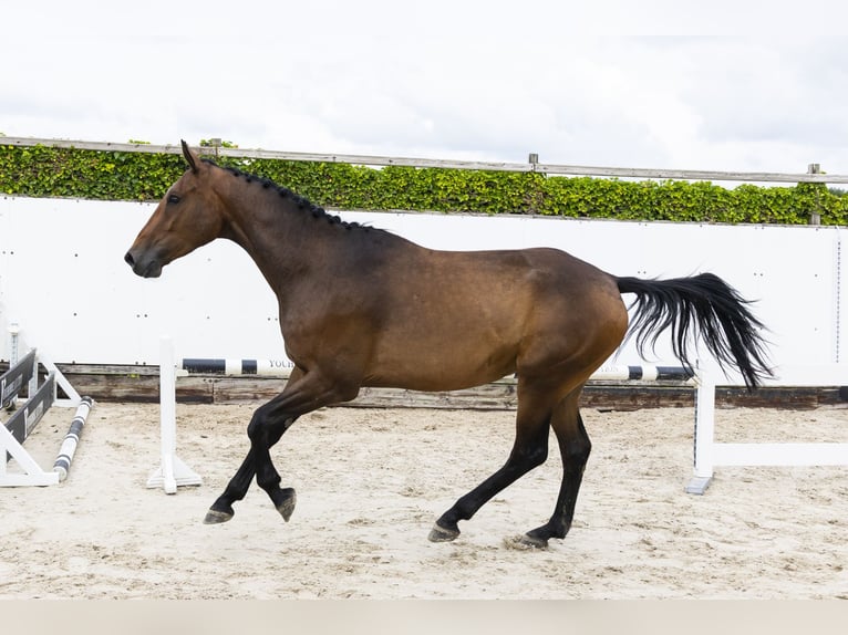 Belgisches Warmblut Wallach 4 Jahre 171 cm Brauner in Waddinxveen