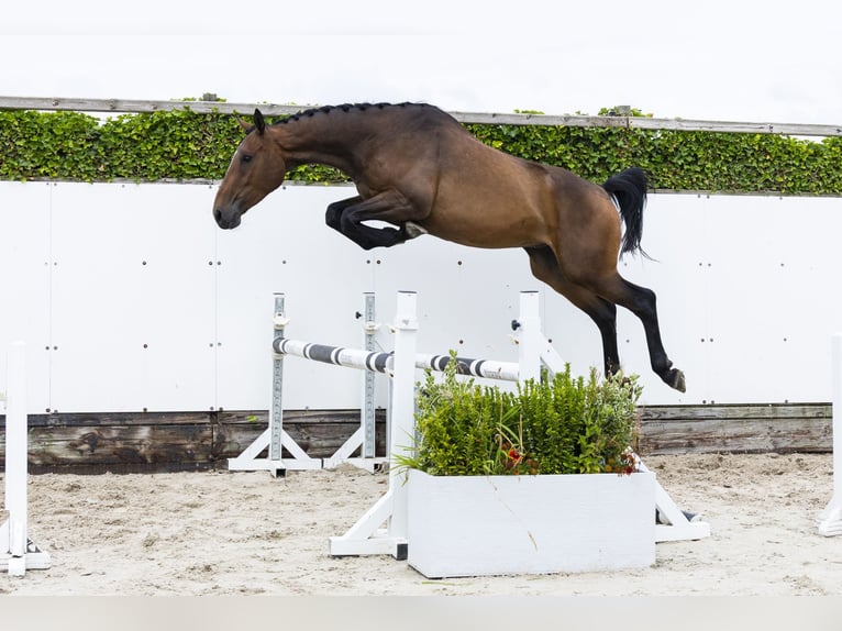 Belgisches Warmblut Wallach 4 Jahre 171 cm Brauner in Waddinxveen