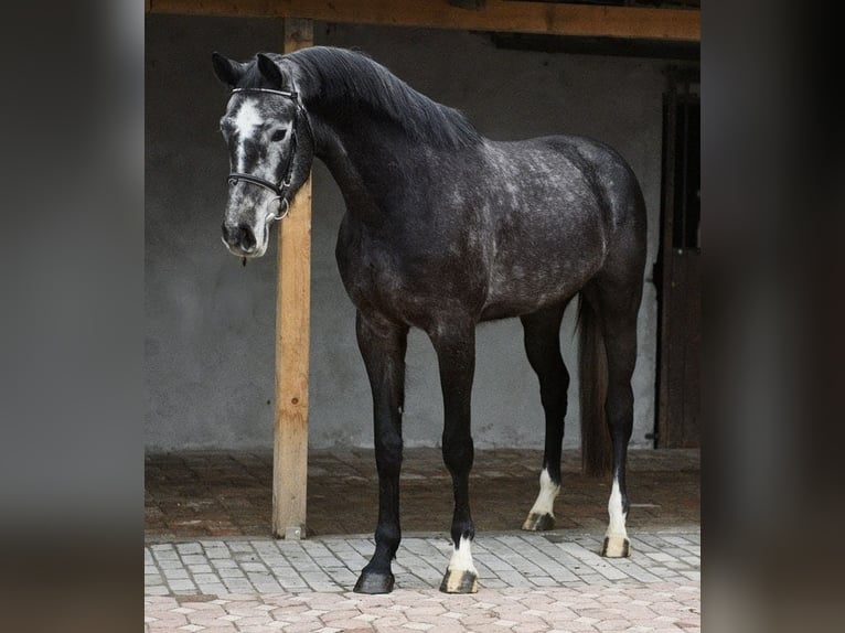 Belgisches Warmblut Wallach 4 Jahre 171 cm Rappschimmel in Békéscsaba