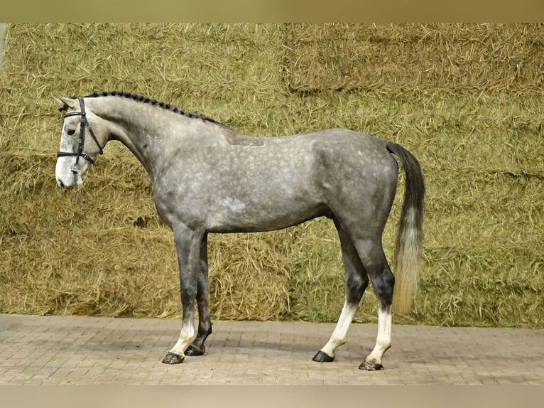 Belgisches Warmblut Wallach 4 Jahre 171 cm Schimmel in Bladel