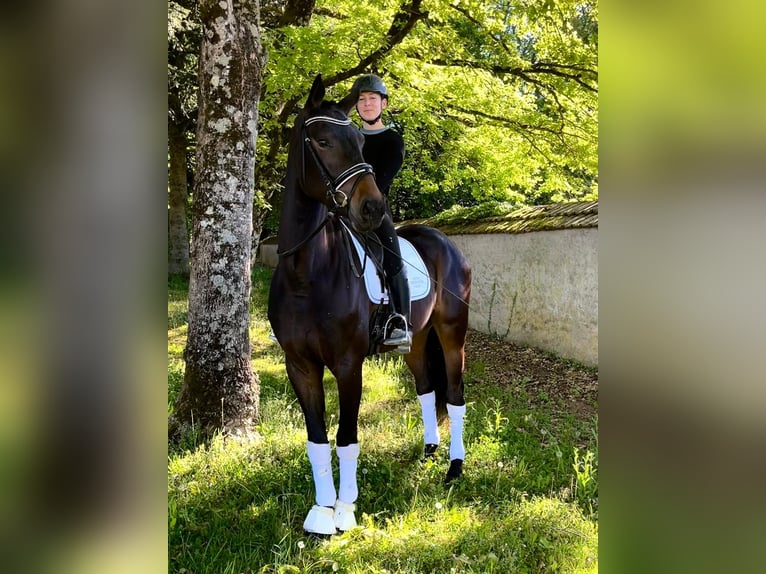 Belgisches Warmblut Wallach 4 Jahre 171 cm Schwarzbrauner in Geneuille