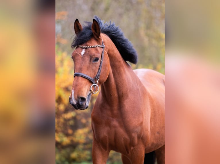 Belgisches Warmblut Wallach 4 Jahre 172 cm Brauner in Bladel