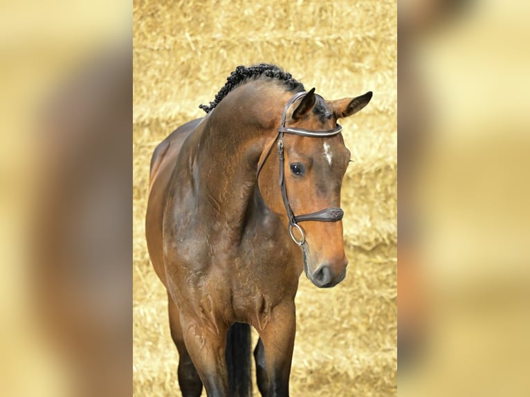 Belgisches Warmblut Wallach 4 Jahre 172 cm Brauner in Bladel