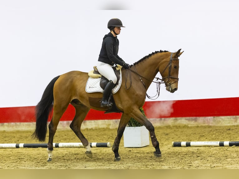 Belgisches Warmblut Wallach 4 Jahre 172 cm Brauner in Waddinxveen