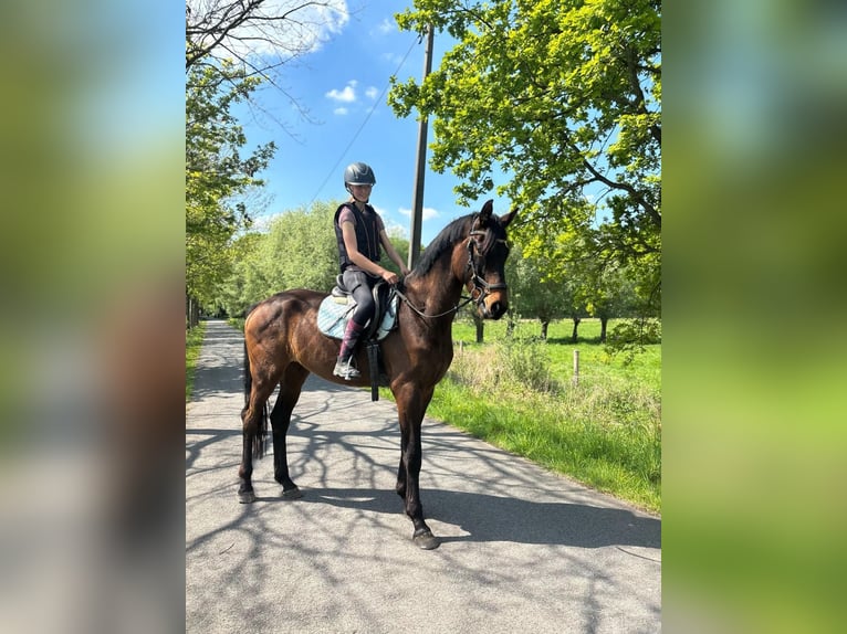 Belgisches Warmblut Wallach 4 Jahre 172 cm Dunkelbrauner in Bornem