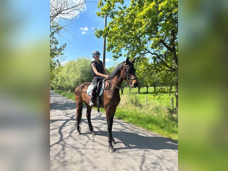 Belgisches Warmblut Wallach 4 Jahre 172 cm Dunkelbrauner in Bornem