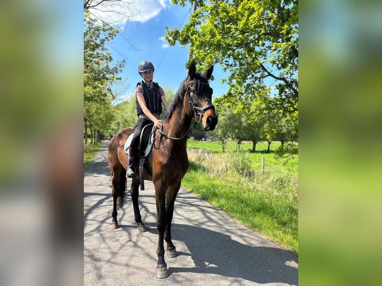 Belgisches Warmblut Wallach 4 Jahre 172 cm Dunkelbrauner in Bornem