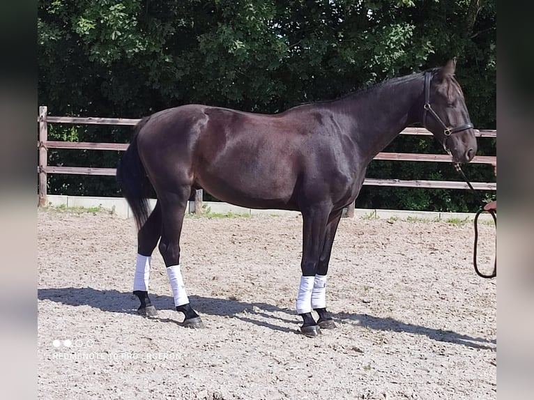 Belgisches Warmblut Wallach 4 Jahre 172 cm Dunkelbrauner in Malèves-Sainte-Marie-Wastinnes