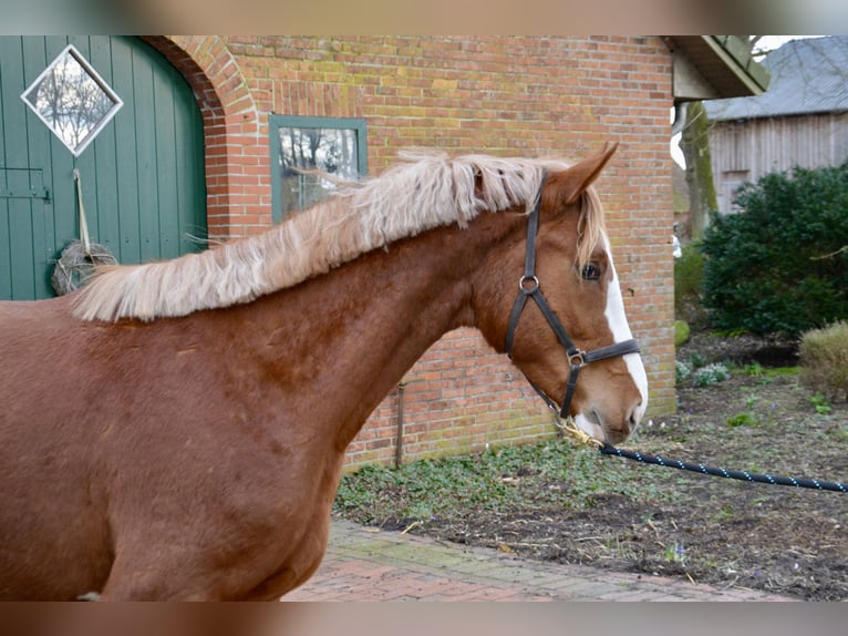 Belgisches Warmblut Wallach 4 Jahre 172 cm Fuchs in Wildeshausen