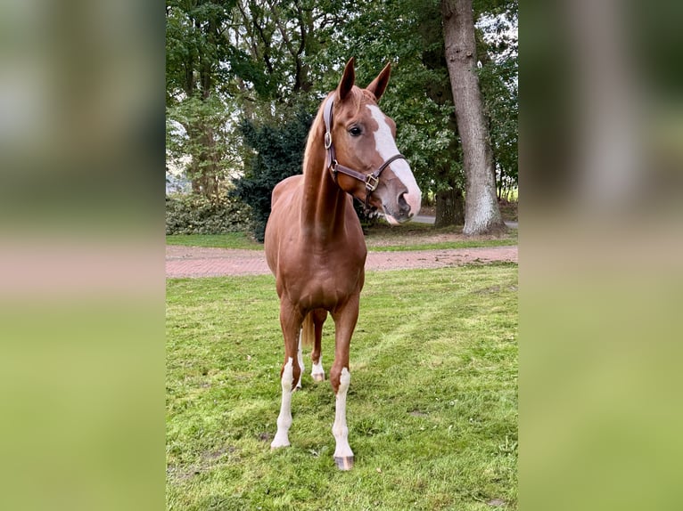 Belgisches Warmblut Wallach 4 Jahre 172 cm Fuchs in Wildeshausen