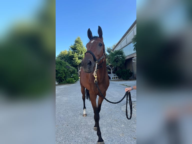 Belgisches Warmblut Wallach 4 Jahre 172 cm Hellbrauner in Lainate