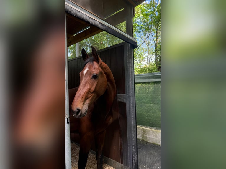Belgisches Warmblut Wallach 4 Jahre 172 cm Hellbrauner in Lainate