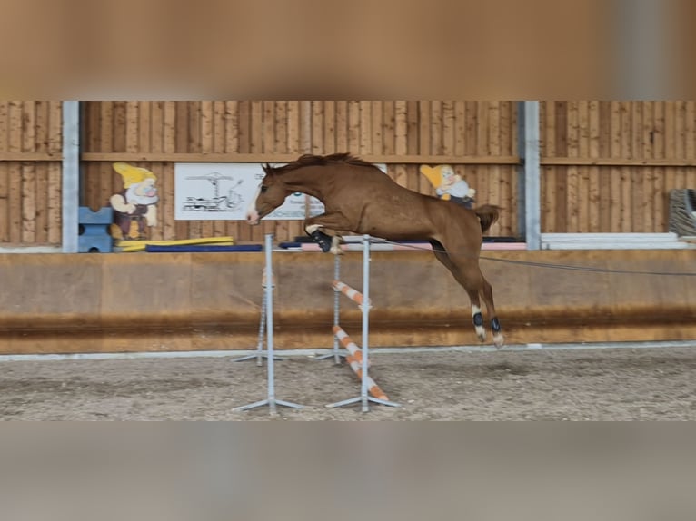 Belgisches Warmblut Wallach 4 Jahre 173 cm Fuchs in Buhl