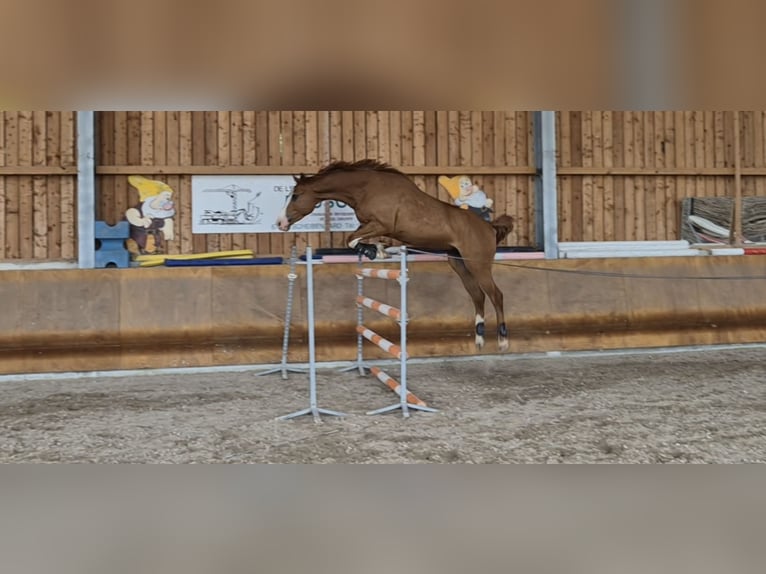 Belgisches Warmblut Wallach 4 Jahre 173 cm Fuchs in Buhl
