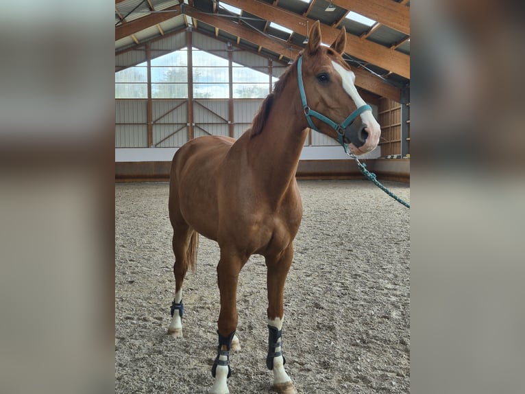 Belgisches Warmblut Wallach 4 Jahre 173 cm Fuchs in Buhl