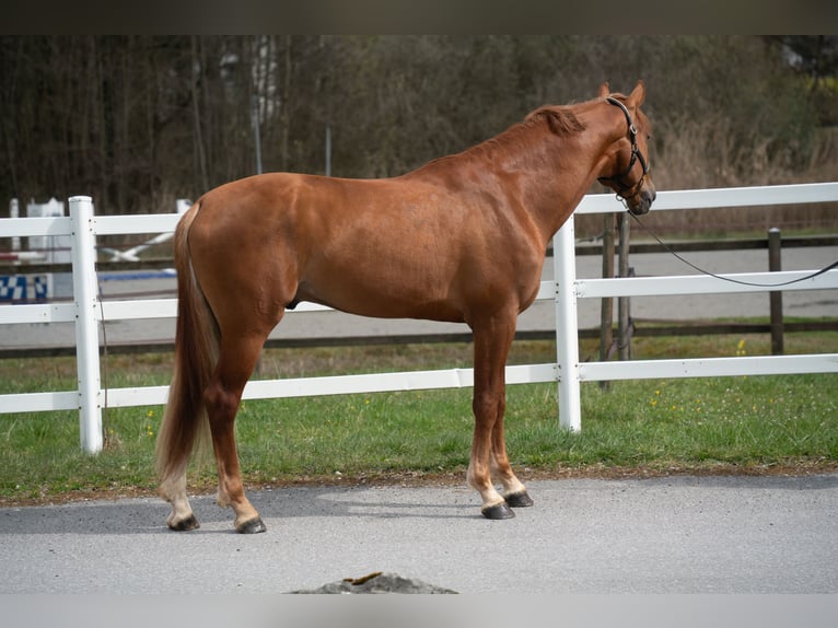 Belgisches Warmblut Wallach 4 Jahre 173 cm Fuchs in Noville