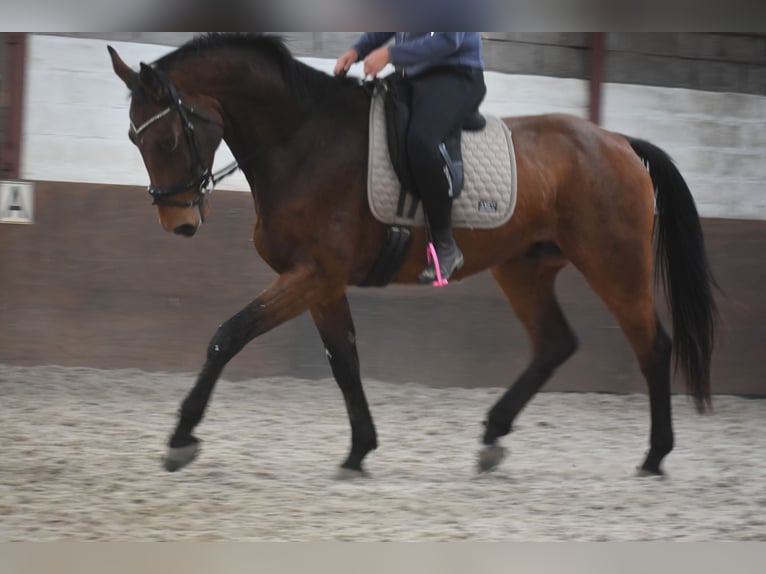 Belgisches Warmblut Wallach 4 Jahre 175 cm Brauner in Achtmaal Belgisches Warmblut Wallach 4 Jahre 175 cm Brauner in Achtmaal