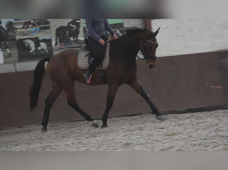 Belgisches Warmblut Wallach 4 Jahre 175 cm Brauner in Achtmaal Belgisches Warmblut Wallach 4 Jahre 175 cm Brauner in Achtmaal