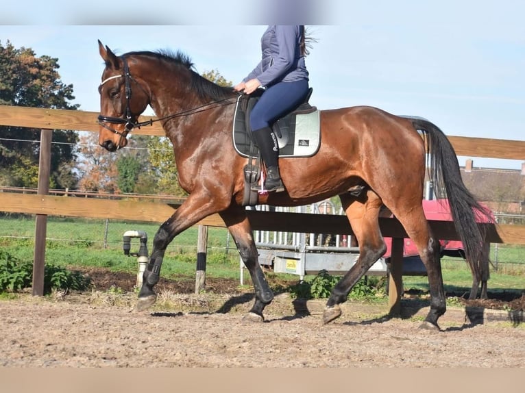Belgisches Warmblut Wallach 4 Jahre 175 cm Brauner in Achtmaal