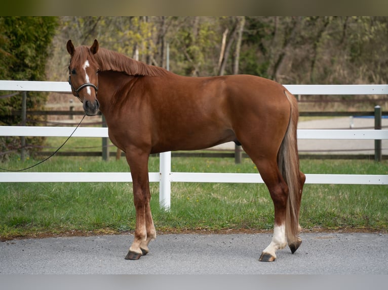Belgisches Warmblut Wallach 4 Jahre 175 cm Fuchs in Noville