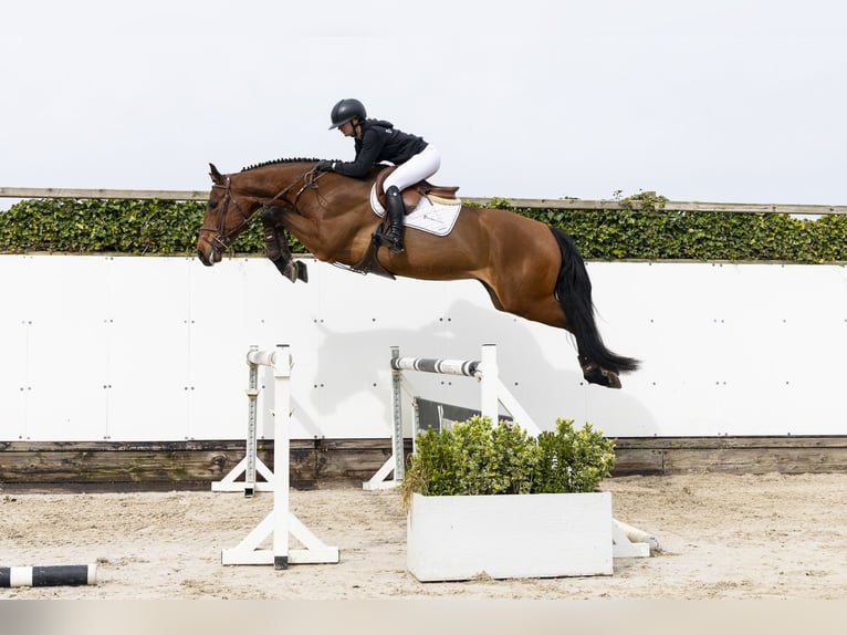 Belgisches Warmblut Wallach 4 Jahre 177 cm Brauner in Waddinxveen