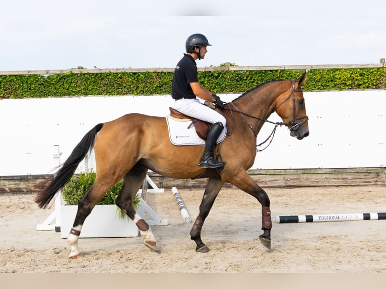 Belgisches Warmblut Wallach 4 Jahre 178 cm Brauner in Waddinxveen