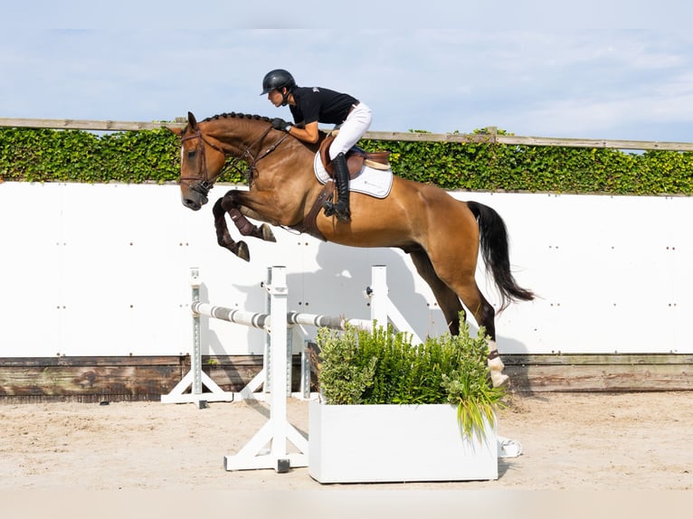 Belgisches Warmblut Wallach 4 Jahre 178 cm Brauner in Waddinxveen