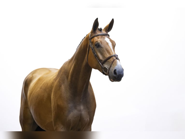 Belgisches Warmblut Wallach 4 Jahre 178 cm Brauner in Waddinxveen