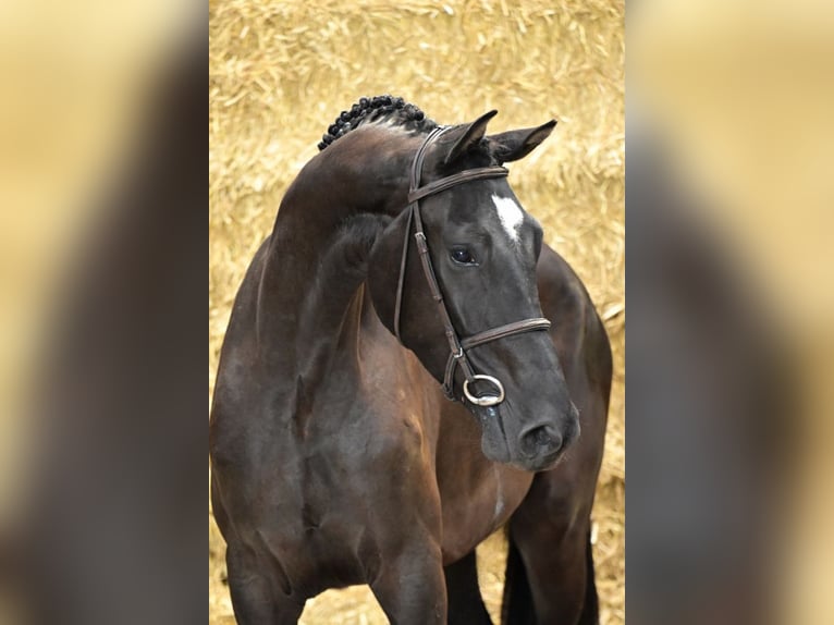 Belgisches Warmblut Wallach 4 Jahre Brauner in Bladel