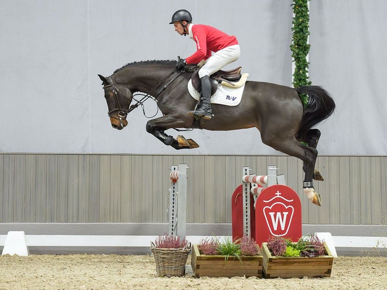 Belgisches Warmblut Wallach 4 Jahre Dunkelbrauner in Münster-Handorf