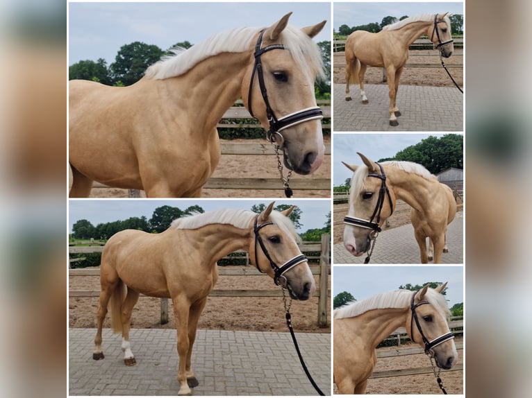 Belgisches Warmblut Wallach 4 Jahre Palomino in Den Ham Belgisches Warmblut Wallach 4 Jahre Palomino in Den Ham