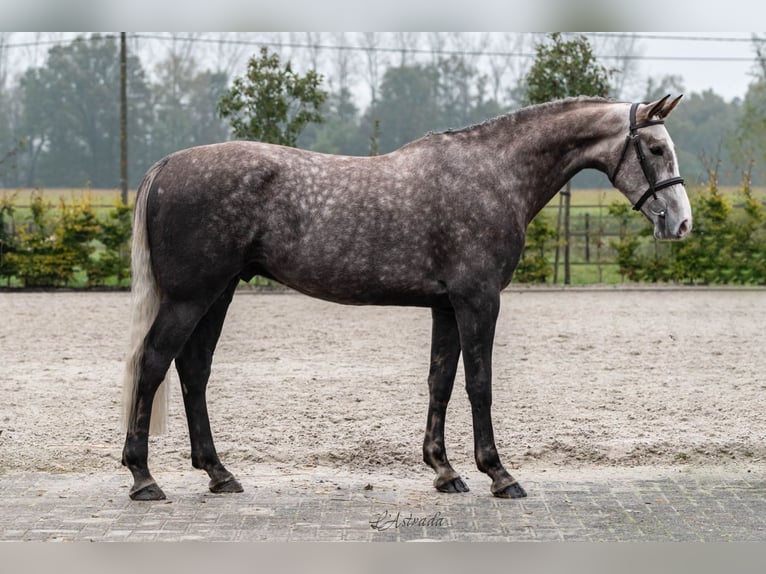 Belgisches Warmblut Wallach 4 Jahre Schimmel in Bladel