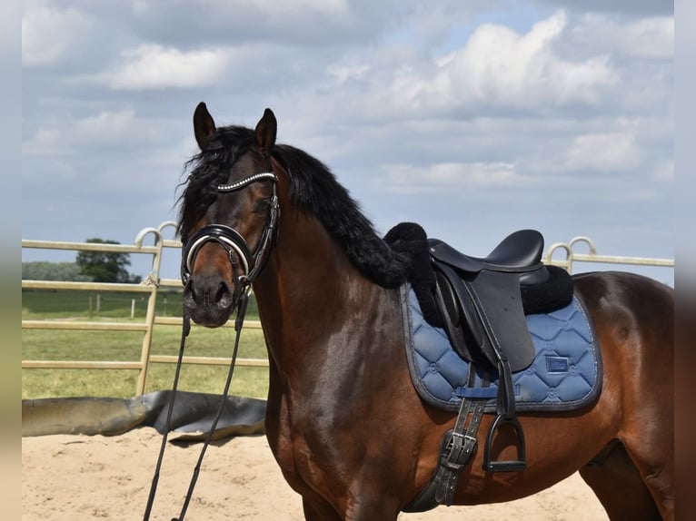 Belgisches Warmblut Wallach 5 Jahre 155 cm Brauner in Duisburg