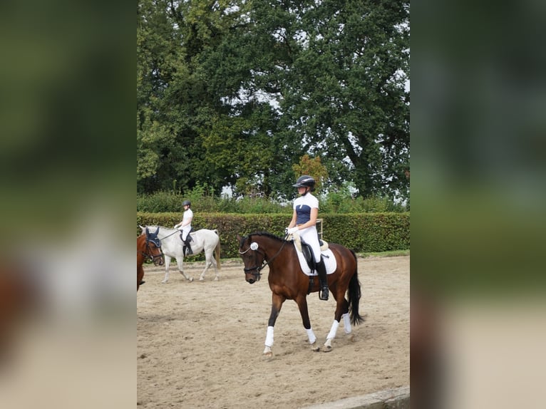 Belgisches Warmblut Wallach 5 Jahre 155 cm Brauner in Duisburg