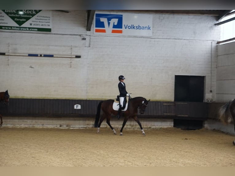 Belgisches Warmblut Wallach 5 Jahre 155 cm Brauner in Duisburg