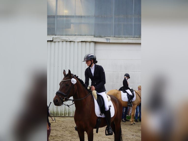 Belgisches Warmblut Wallach 5 Jahre 155 cm Brauner in Duisburg