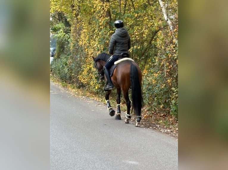 Belgisches Warmblut Wallach 5 Jahre 155 cm Brauner in Duisburg