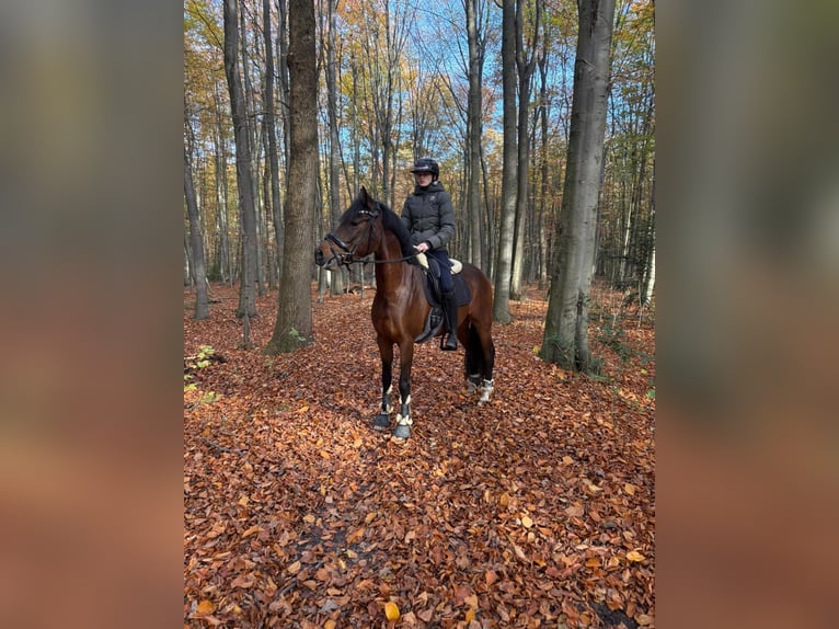 Belgisches Warmblut Wallach 5 Jahre 155 cm Brauner in Duisburg