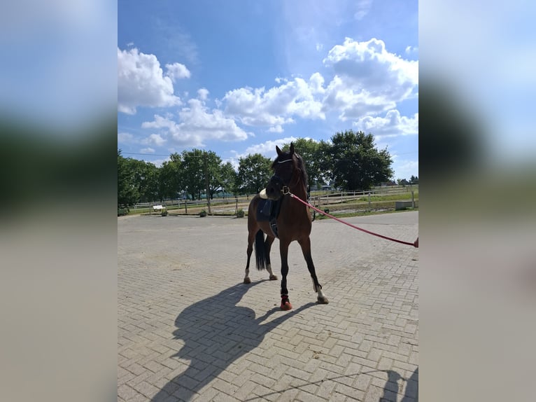 Belgisches Warmblut Wallach 5 Jahre 155 cm Brauner in Duisburg
