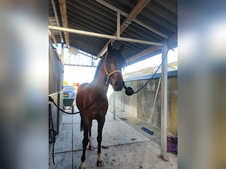 Belgisches Warmblut Wallach 5 Jahre 155 cm Brauner in Duisburg