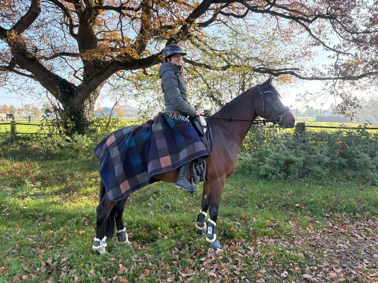 Belgisches Warmblut Wallach 5 Jahre 155 cm Brauner in Duisburg