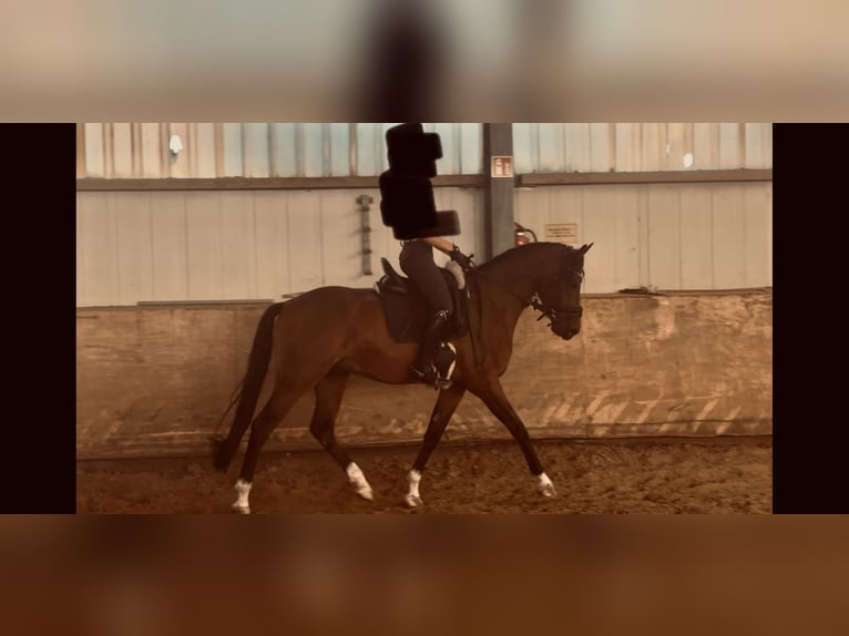 Belgisches Warmblut Wallach 5 Jahre 155 cm Brauner in Duisburg