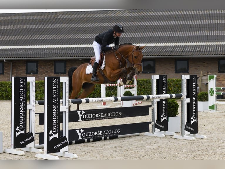 Belgisches Warmblut Wallach 5 Jahre 159 cm Brauner in Waddinxveen