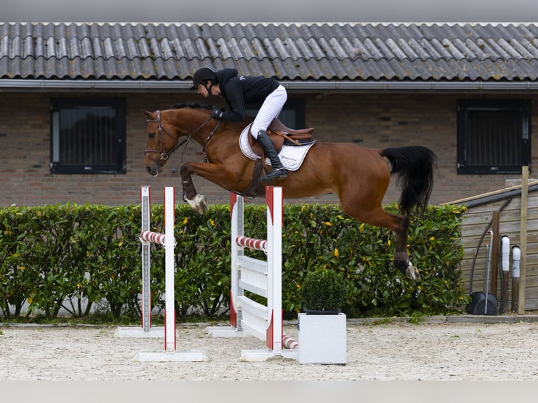 Belgisches Warmblut Wallach 5 Jahre 159 cm Brauner in Waddinxveen