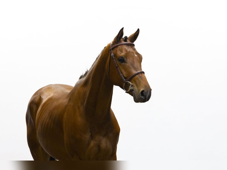Belgisches Warmblut Wallach 5 Jahre 159 cm Brauner in Waddinxveen