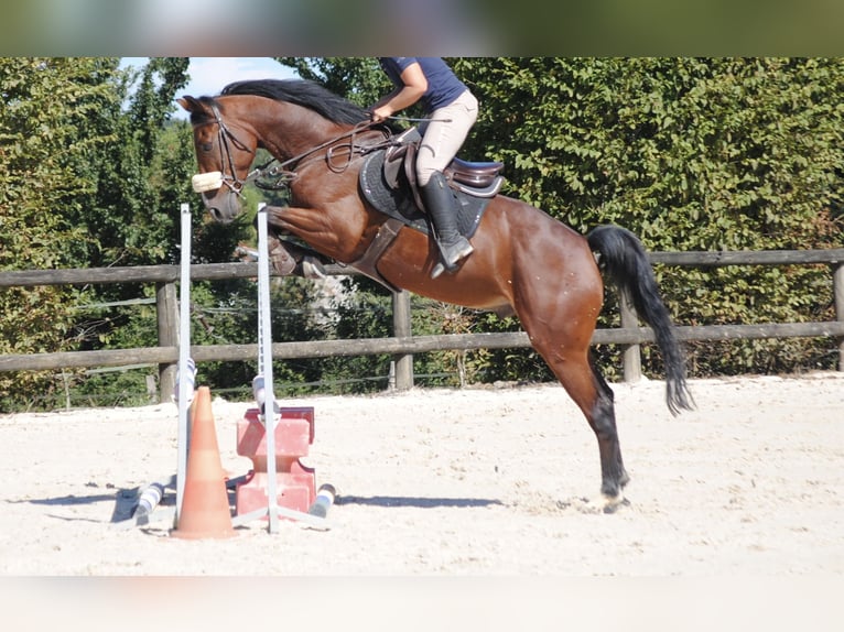 Belgisches Warmblut Wallach 5 Jahre 160 cm Brauner in Serignac