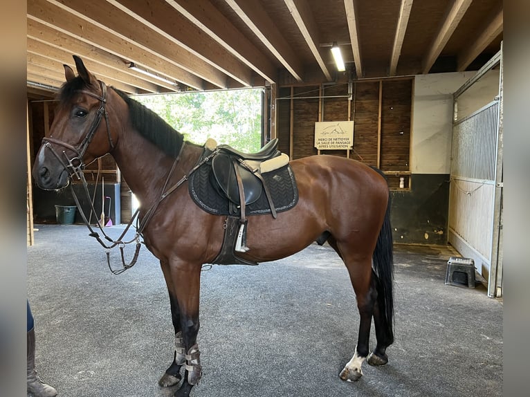 Belgisches Warmblut Wallach 5 Jahre 160 cm Brauner in Serignac