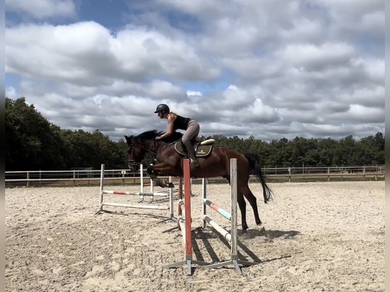 Belgisches Warmblut Wallach 5 Jahre 160 cm Brauner in Serignac