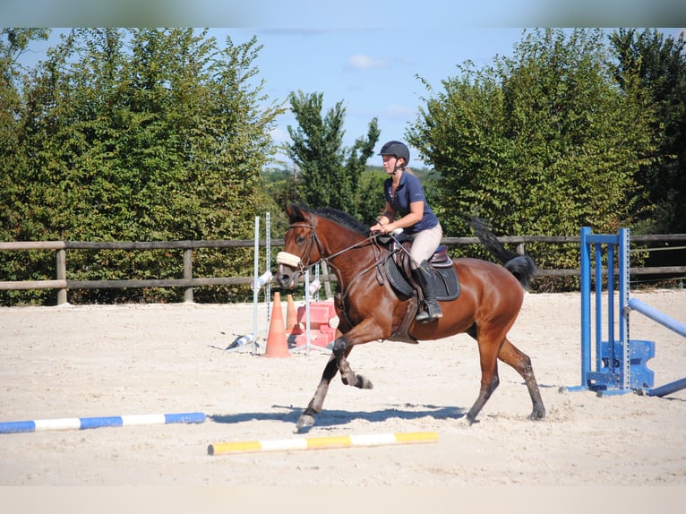 Belgisches Warmblut Wallach 5 Jahre 160 cm Brauner in Serignac